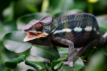 Animal biology chameleon photo