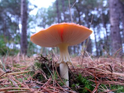 Mushroom autumn red white dots