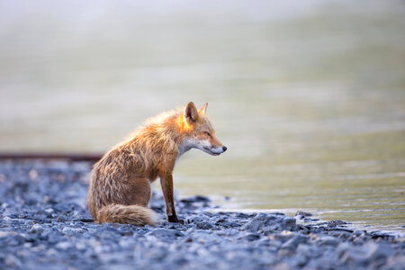 Red fox-7 photo