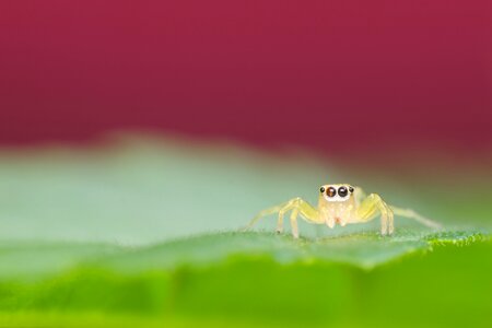 Spider on the leaf photo