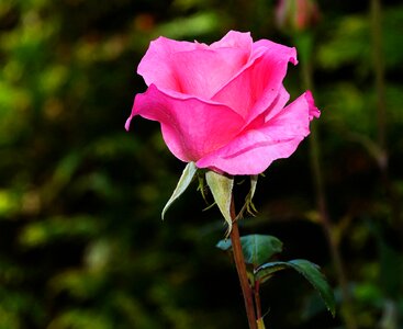 Pink rose bloom beauty