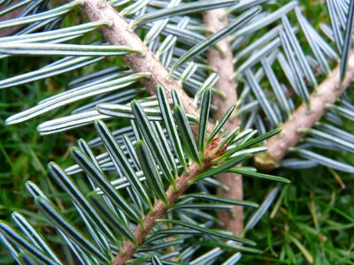 Silver fir white fir abies