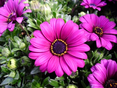 Anemone magenta margheritone