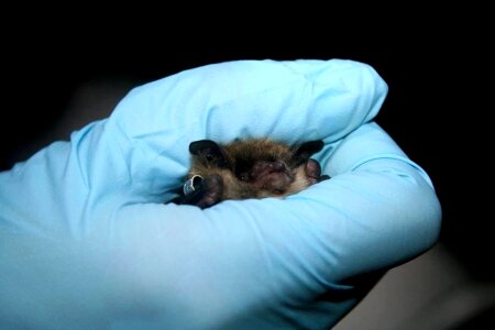 Brown brown bat investigator photo