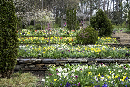 Flowers in Terraces in Duke University in Durham, North Carolina photo