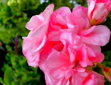 Blooming blossom blossoming