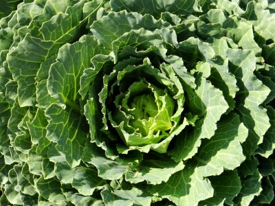 Flowering green vegetable photo