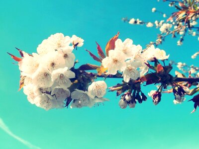Nature tree plant