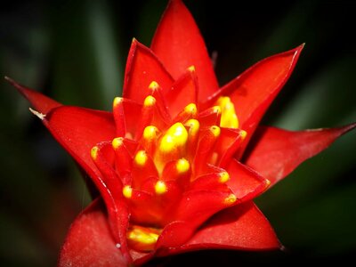 Beautiful Flowers biology blooming