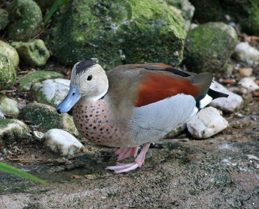 Water fowl pink feet fly
