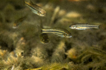 Ash Meadows Speckled Dace-1