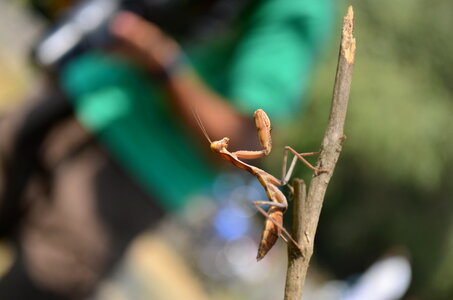 Praying Mantis Insect photo