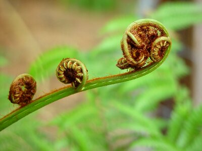 Bracken plant 