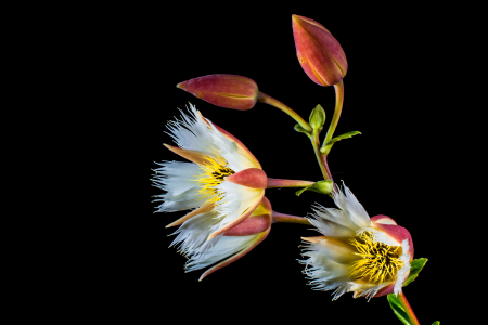 Bloom white flowering twig