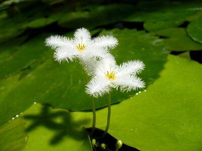 Bloom white botany