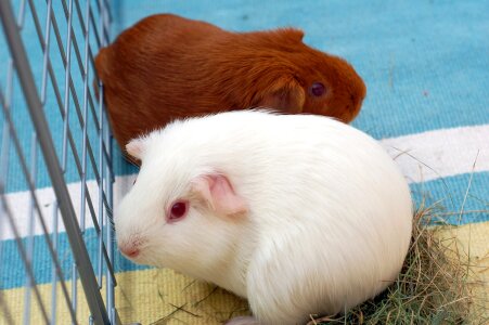 Rodent pet fluffy photo