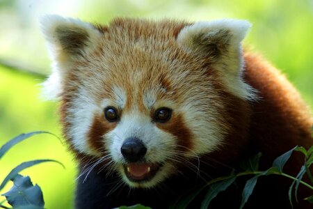 Asia bear little bear