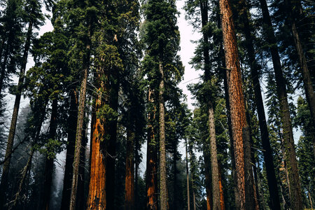 Tall Pine Forest at Sequoia National Park, California photo