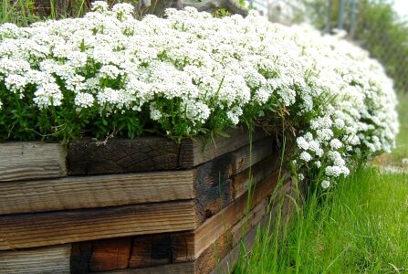 Bloom blooming flora