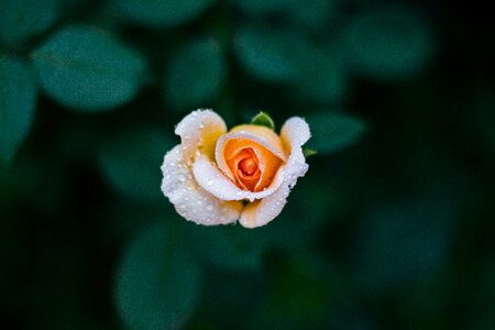 Tea Rose Flower with Water Drops Top View photo