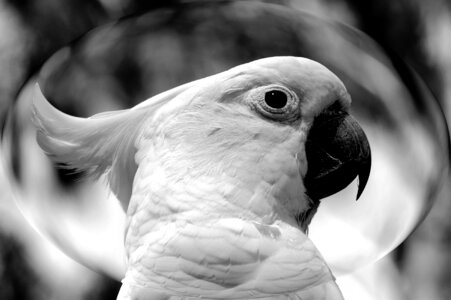 Black and white photo of Cockatiel photo