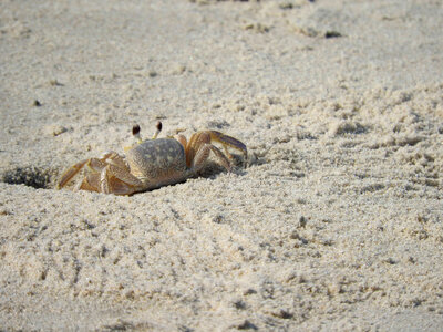 Ghost crab
