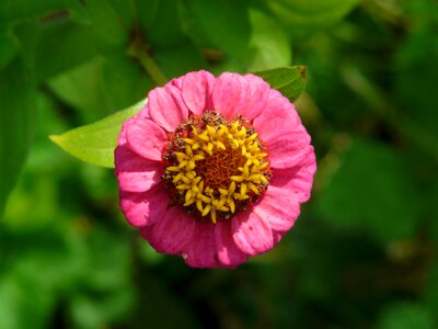 Colorful flower pink photo