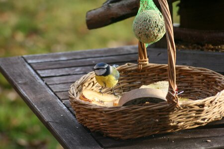 Feeding place winter nature photo