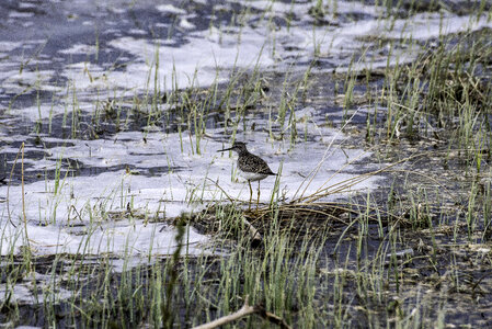 Lesser Yellowlegs on the shoreline at Chan Lake Territorial Park photo
