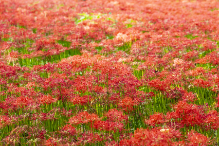 30 Lycoris radiata