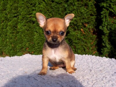 Dogs puppies chihuahua photo