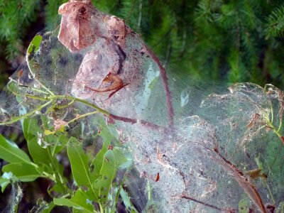 Cobweb insect creepy