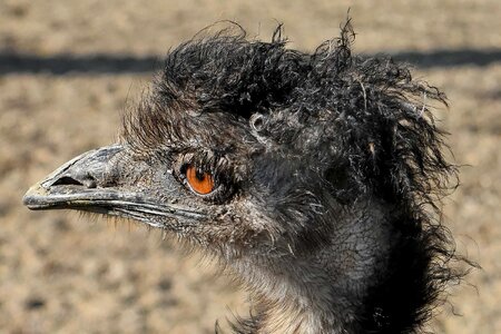 Head ostrich animal photo