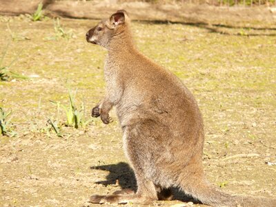 Wallaby bennett wallaby bennett kangaroo photo