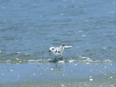 Piping plover-3 photo