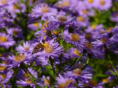 Flower bloom flowers