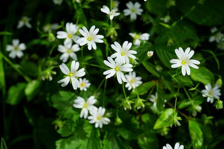 Chickweed dianthus plant