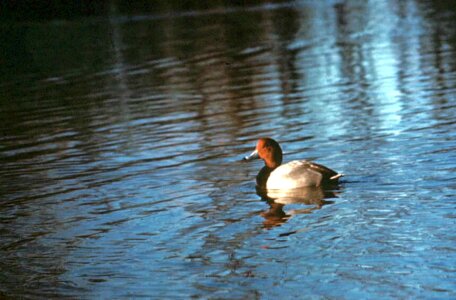 Bathe chief duck photo