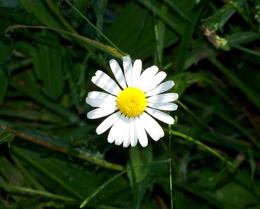 Bloom blossom colorful