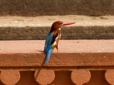 Kingfisher india Free photos