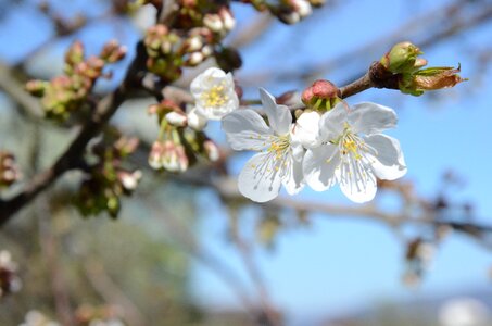 White spring blossom photo
