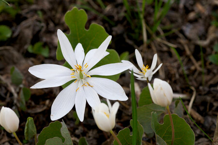 Bloodroot-3