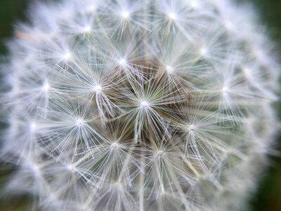 Blossom dandelion dandelion seeds photo