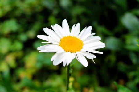 Bloom tender white
