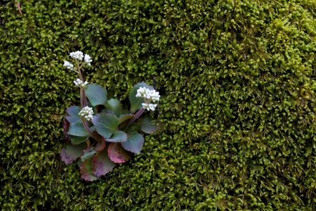 Blossoming bushes crops