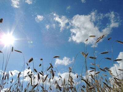 Cornfield cereals sun photo