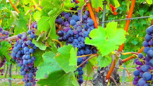 Grape grapes wine