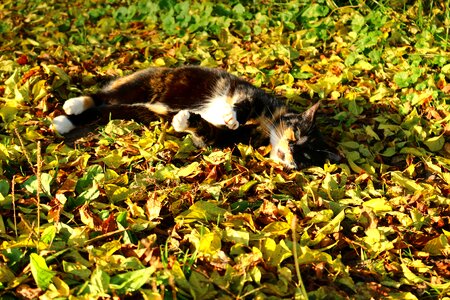 Fall foliage sun domestic cat