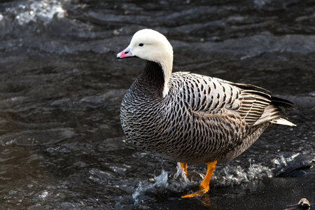 Emperor Goose-2