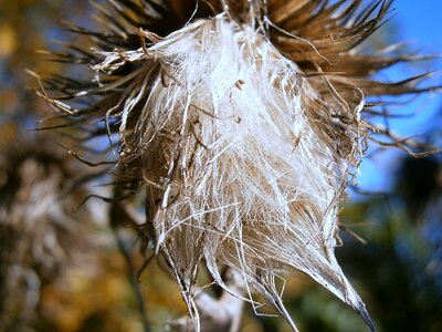 Composites thistles spiny photo